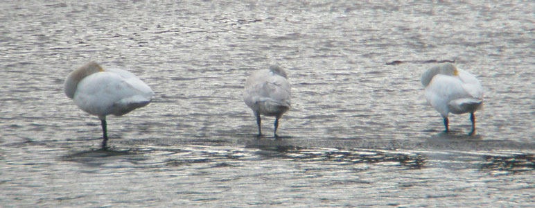 3 very tired Whooper Swans