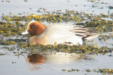 Wigeon