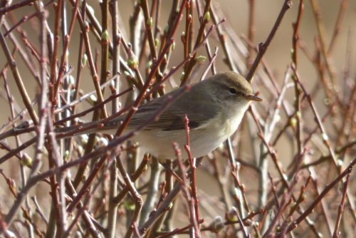 Willow Warbler