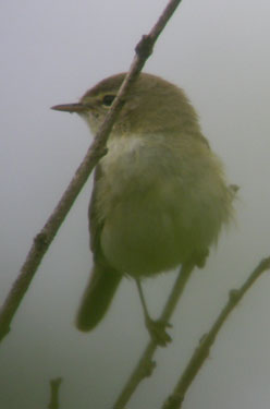 Willow Warbler