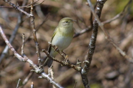 Willow Warbler