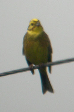 Yellowhammer