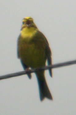 Yellowhammer singing