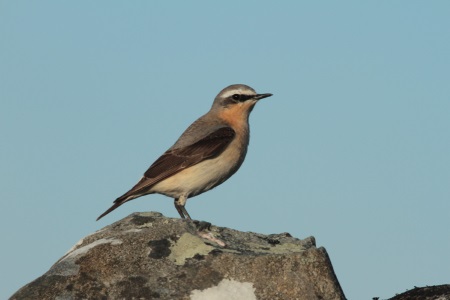 Wheatear msle AS